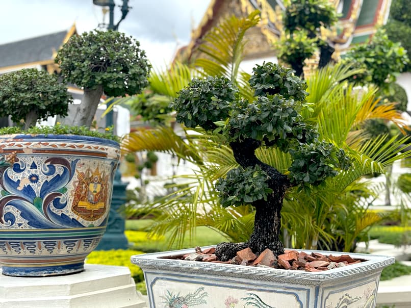 A close-up of a bonsai tree in an ornate pot, with a large, colorful Thai pot and greenery in the background at the Grand Palace.